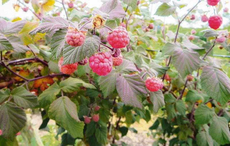 Die Rotblättrige Schwedin ist eine Zwerg-Sommerhimbeere mit dunklem Laub. Sie wird maximal 1,2 Meter hoch und braucht keine Stützen.