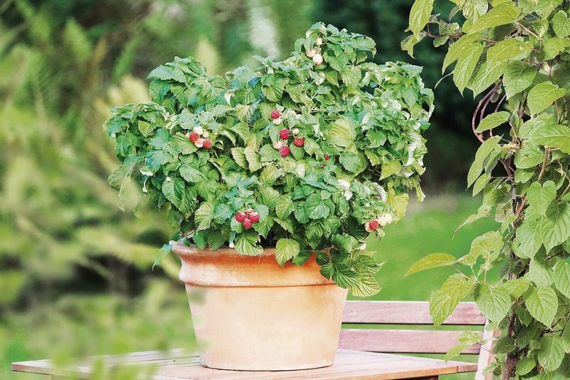 Platzwunder: Zwerghimbeeren eignen sich für Balkon und Terrasse.