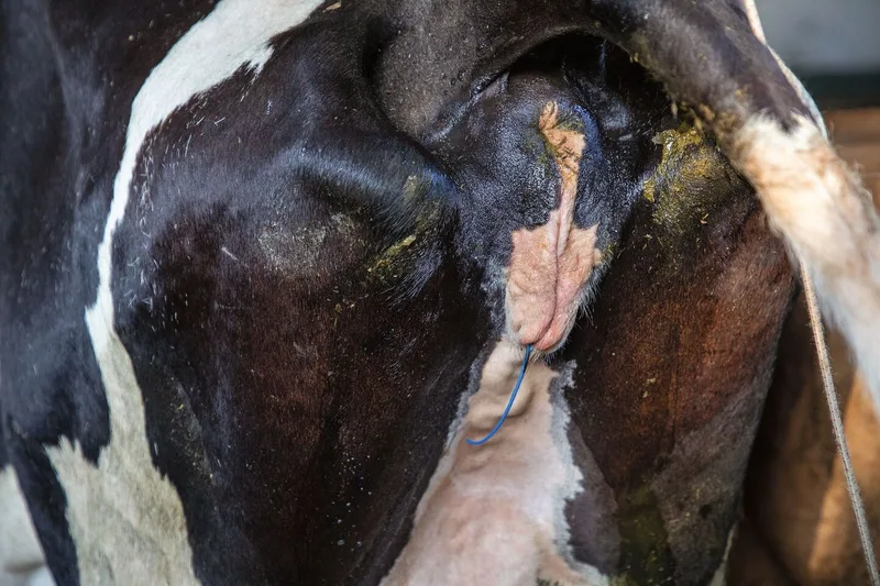 Aus der Vagina der Milchkuh hängt der blaue Faden der Hormonspirale.