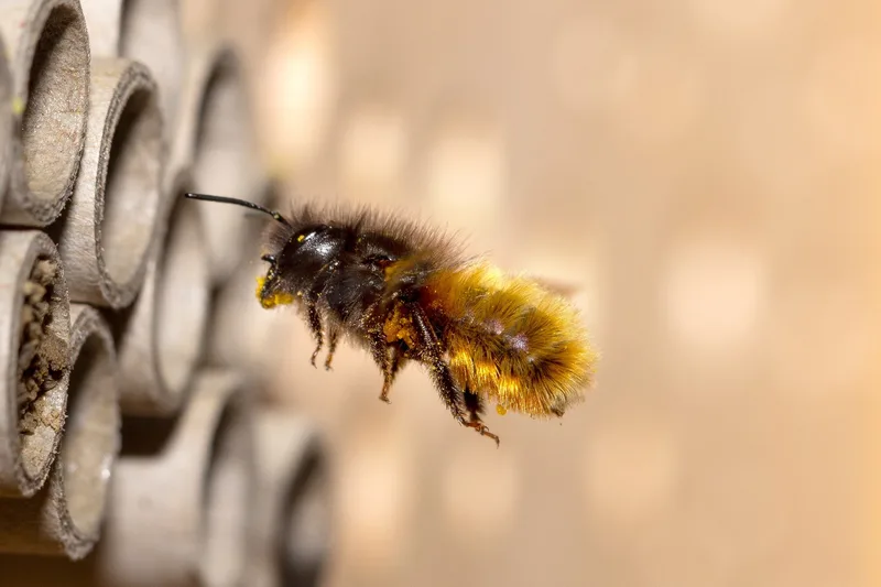 Sind Mobilfunk-Strahlung und 5G eine Gefahr für Insekten?