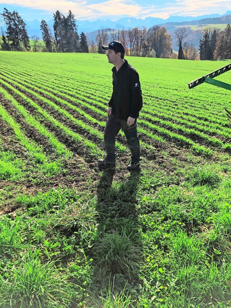 Brotweizen von hoher Qualität: Drei Landwirte - drei unterschiedliche Rezepte