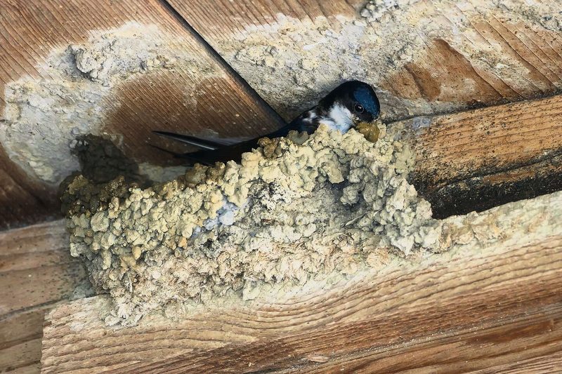 Mehlschwalben gelten als potenziell gefährdete Art. Ihre Nester sind sehr aufwendig aus Hunderten Erdklümpchen gebaut und werden von den Vögeln daher jedes Jahr wieder genutzt.