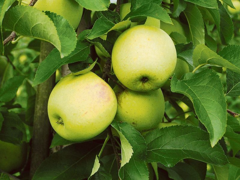 Golden Delicious ist genetisch ein gelbschaliger Apfel, der an den sonnenexponierten Stellen leicht rote Bäckchen entwickeln kann.
