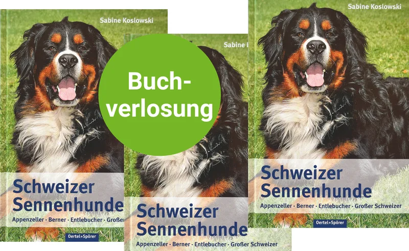 Schweizer Dialekt-Kolumne: Der Berner Sennenhund ist ein Dürrbächler