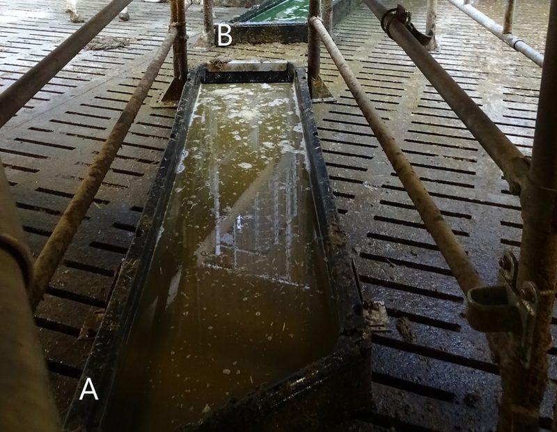 Vorreinigungsbad (A) und Klauenbad (B). Die Länge der Bäder ist ausreichend, durch die fehlende Überdachung kommt es zur Verdünnung der Flüssigkeit bei Regen und Verdunstung der Flüssigkeit im Sommer. Das Vorreinigungsbad ist stark verschmutzt. Bild: RGD