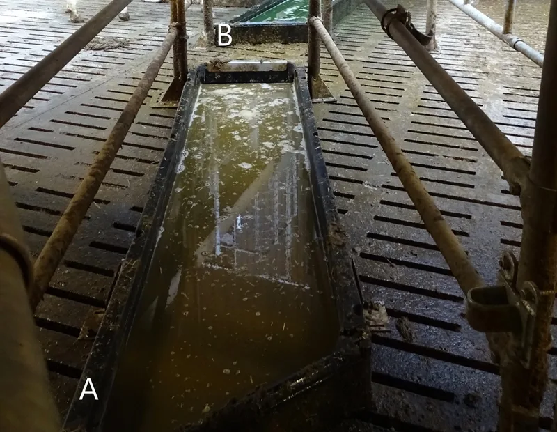 Vorreinigungsbad (A) und Klauenbad (B). Die Länge der Bäder ist ausreichend, durch die fehlende Überdachung kommt es zur Verdünnung der Flüssigkeit bei Regen und Verdunstung der Flüssigkeit im Sommer. Das Vorreinigungsbad ist stark verschmutzt. Bild: RGD