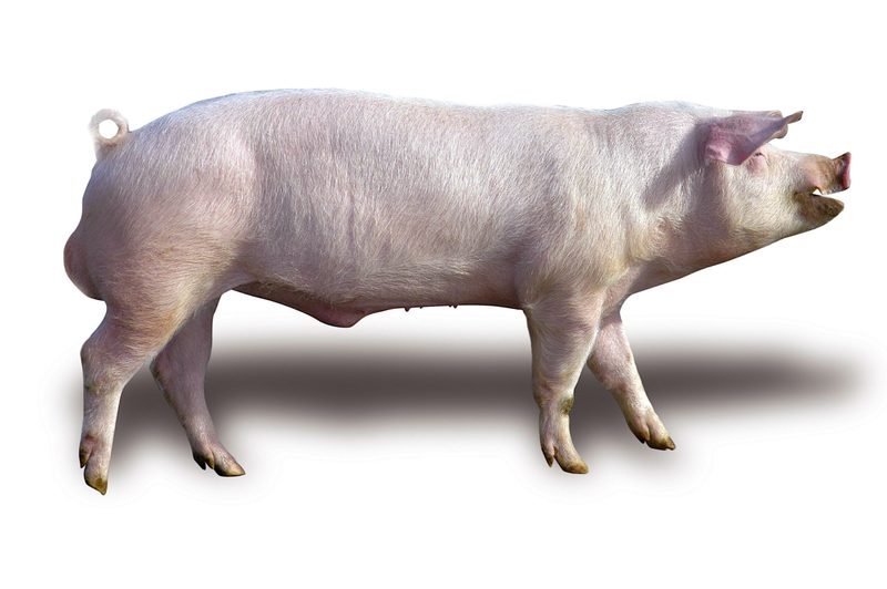 Nicht nur rosarote Vielfalt: Schweizer Schweinerassen im Überblick
