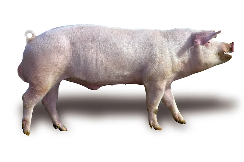 Nicht nur rosarote Vielfalt: Schweizer Schweinerassen im Überblick