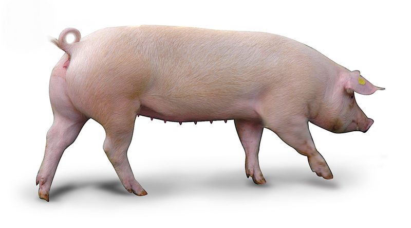 Nicht nur rosarote Vielfalt: Schweizer Schweinerassen im Überblick