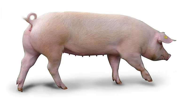Nicht nur rosarote Vielfalt: Schweizer Schweinerassen im Überblick