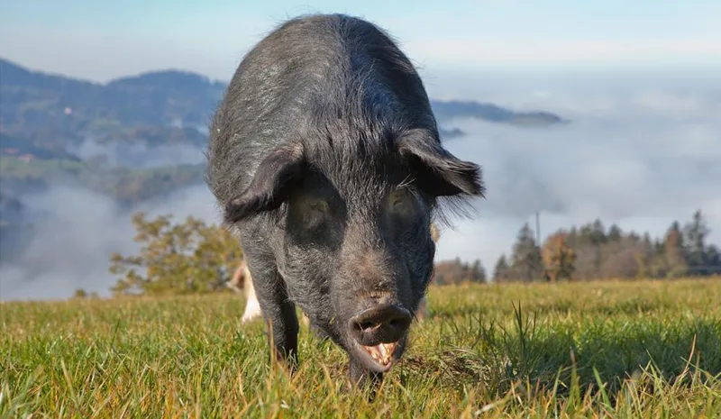 Nicht nur rosarote Vielfalt: Schweizer Schweinerassen im Überblick