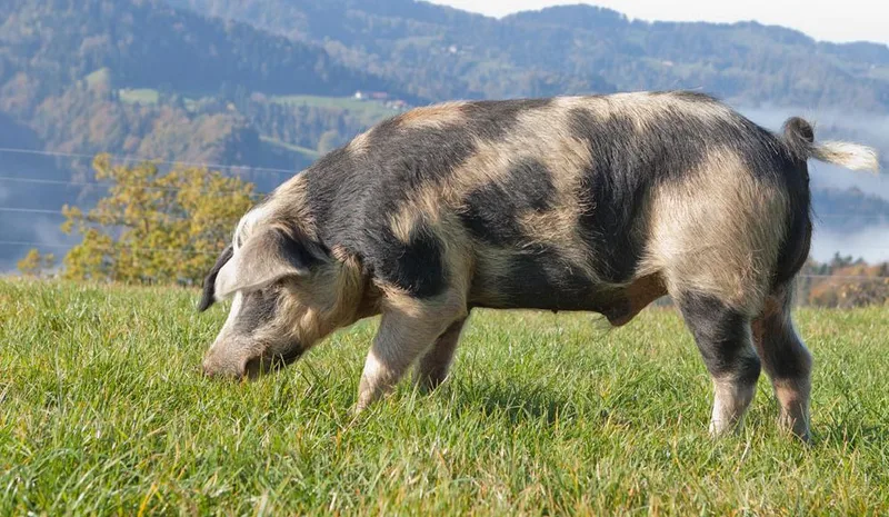 Nicht nur rosarote Vielfalt: Schweizer Schweinerassen im Überblick
