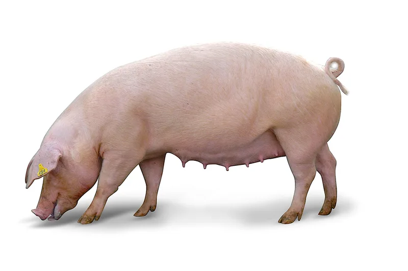 Nicht nur rosarote Vielfalt: Schweizer Schweinerassen im Überblick