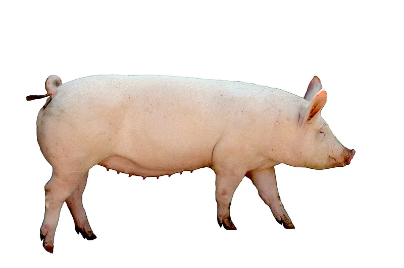 Nicht nur rosarote Vielfalt: Schweizer Schweinerassen im Überblick