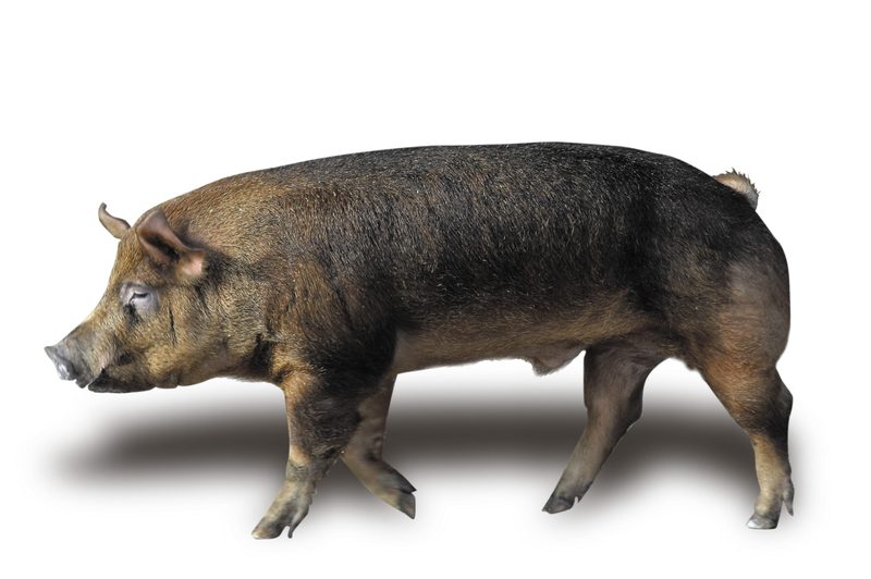 Nicht nur rosarote Vielfalt: Schweizer Schweinerassen im Überblick