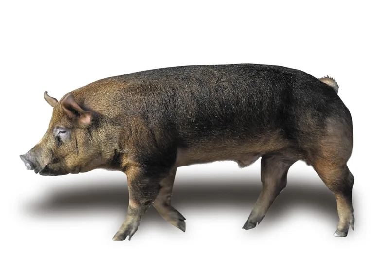 Nicht nur rosarote Vielfalt: Schweizer Schweinerassen im Überblick
