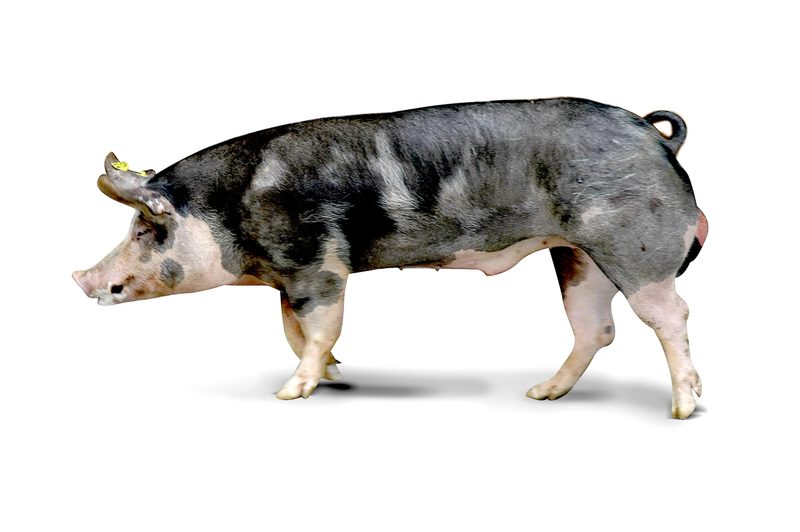 Nicht nur rosarote Vielfalt: Schweizer Schweinerassen im Überblick