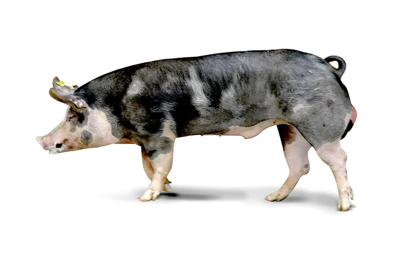 Nicht nur rosarote Vielfalt: Schweizer Schweinerassen im Überblick