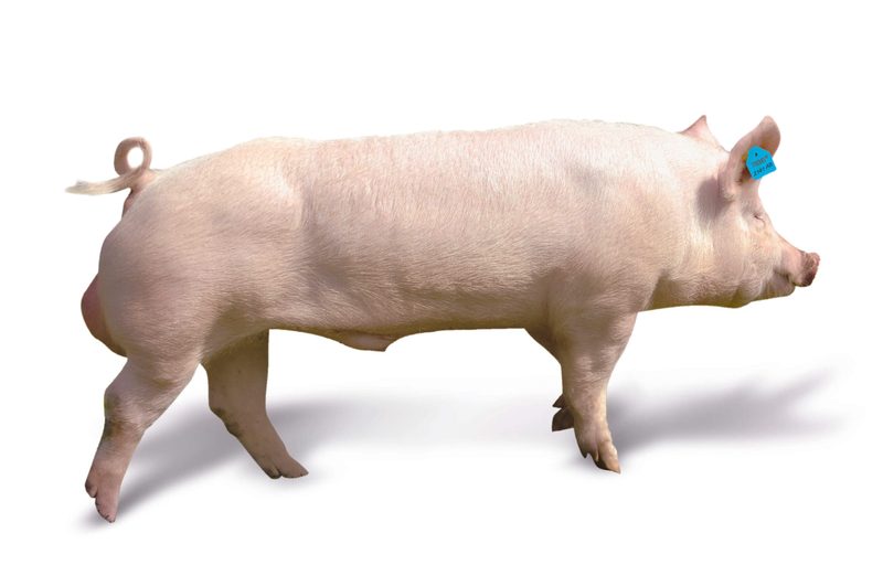 Nicht nur rosarote Vielfalt: Schweizer Schweinerassen im Überblick