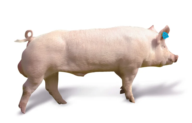 Nicht nur rosarote Vielfalt: Schweizer Schweinerassen im Überblick