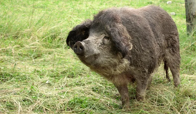 Nicht nur rosarote Vielfalt: Schweizer Schweinerassen im Überblick