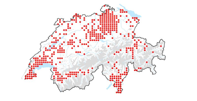 Eingeschleppter Käfer könnte Allergiker erlösen