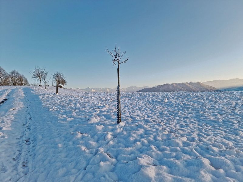 Dieser junge Baum hat kaum Platz für Schnee auf seinen dünnen Ästchen. Seine Zeit wird noch kommen.