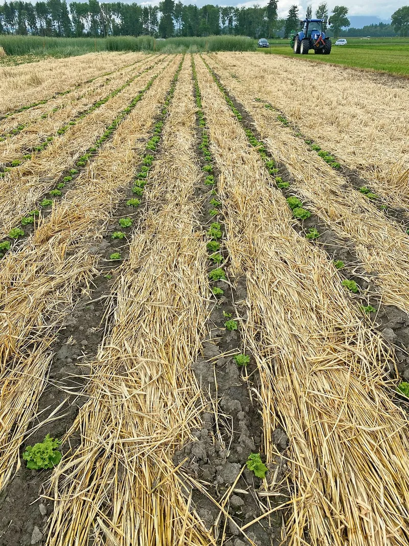 Auf dem Gelände der Justizvollzugsanstalt Witzwil in Gampelen BE wurde eine Demofläche mit Salat im Strip-Till-Verfahren angelegt. So richtig gut entwickeln wollten sich die Köpfchen nicht.(Bilder jw)