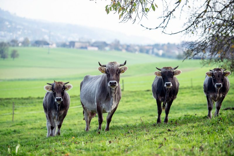 Mit Grauvieh und Energieberatung zum Erfolg