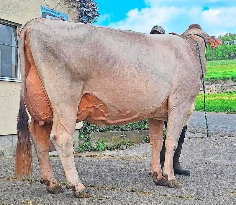 Glenwood Vanessa schloss ihre dritte Laktation mit 11 300 kg Milch ab und wurde mit der Gesamtnote EX 95 eingestuft