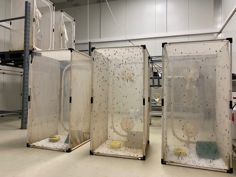 Tessiner Start-up will mit Schwarzen Soldatenfliegen in die Tierfutterproduktion einsteigen