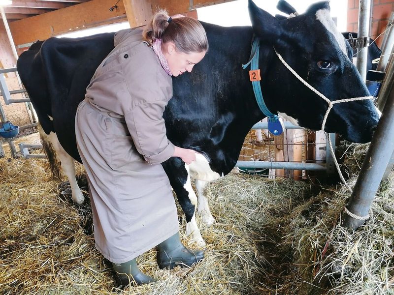 Bei einer Osteopathie-Behandlung werden unter anderem Spannungen im Fasziengewebe gelöst. Hier behandelt Andrea Stark die Kuh Lya, die einen Misstritt gemacht hat.