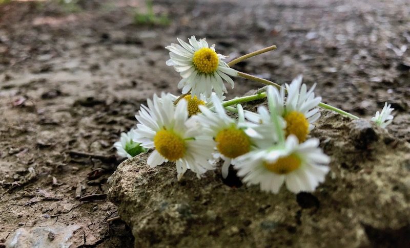 Basteltipp: Blumenschmuck für Haut und Haare