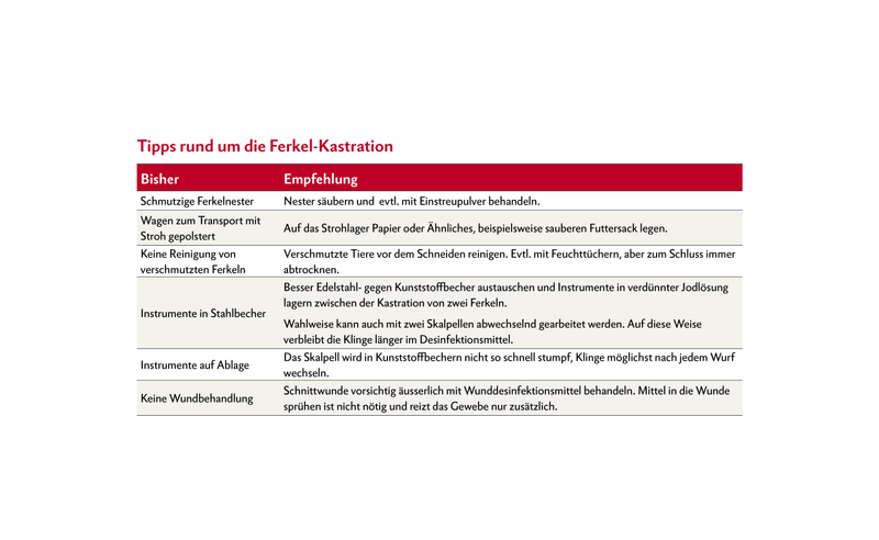 Tipps rund um die Ferkel-Kastration