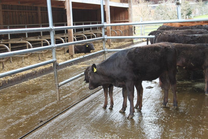 Familie Fuchs hält Wagyu-Rinder: «Es brauchte Abenteuerlust»