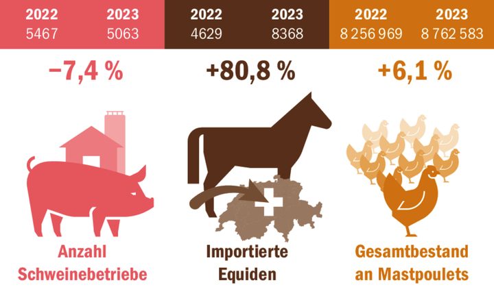 Das Viehjahr 2023 in Kürze: weniger Schweine und mehr Geflügel und deutlich mehr Importpferde.