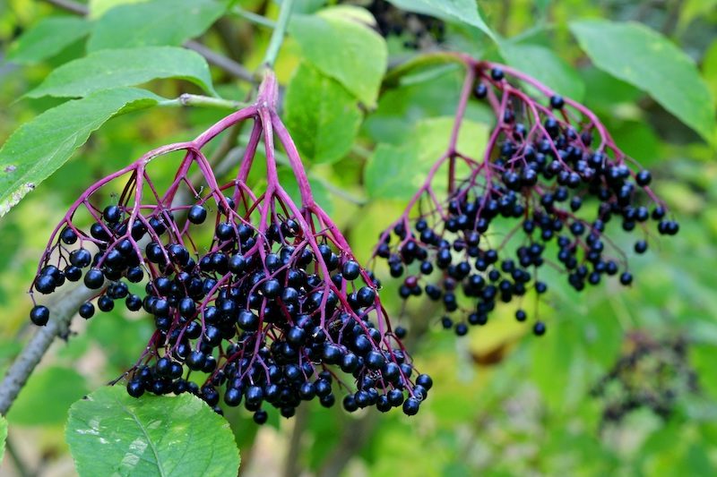 Das sind alles Powerkräuter aus dem Garten