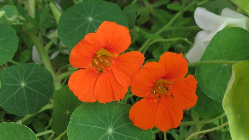 Das sind alles Powerkräuter aus dem Garten