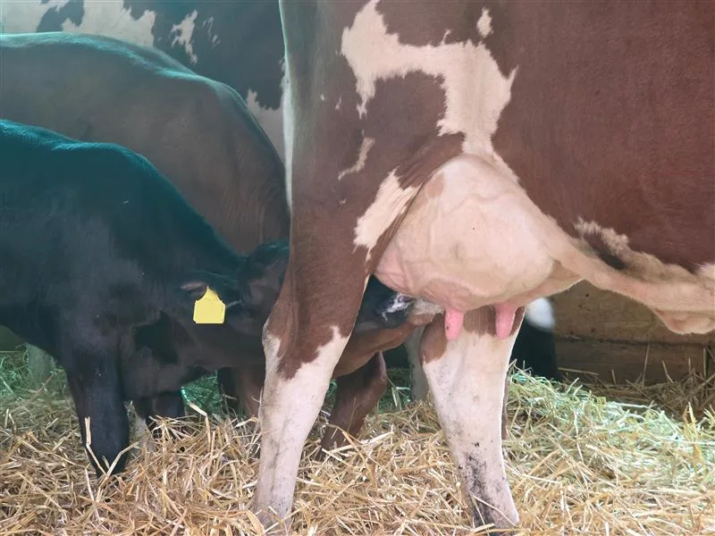 Milchüberschuss ist ein kurzfristiges Problem – langfristig sieht es anders aus
