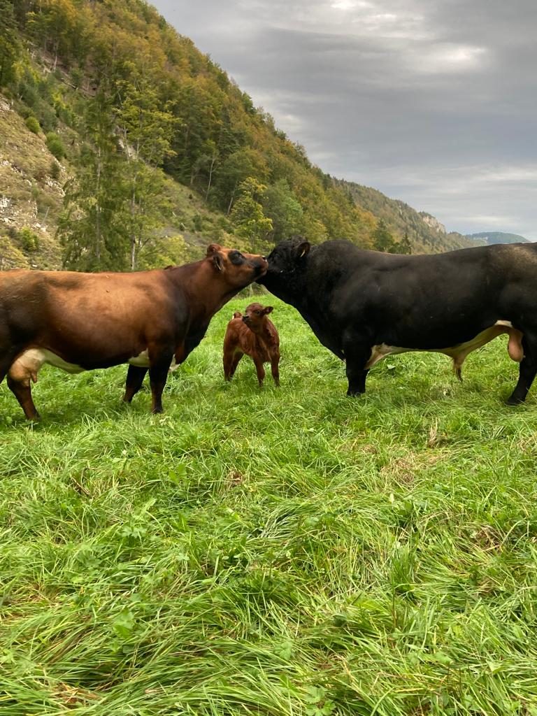 «Von der Weide bis auf den Teller» ist das Motto auf dem Betrieb Guldenthal.