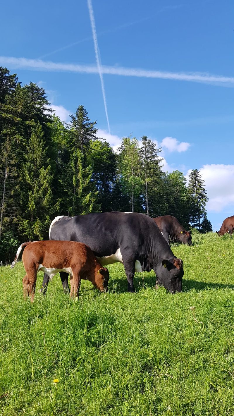 «Von der Weide bis auf den Teller» ist das Motto auf dem Betrieb Guldenthal.