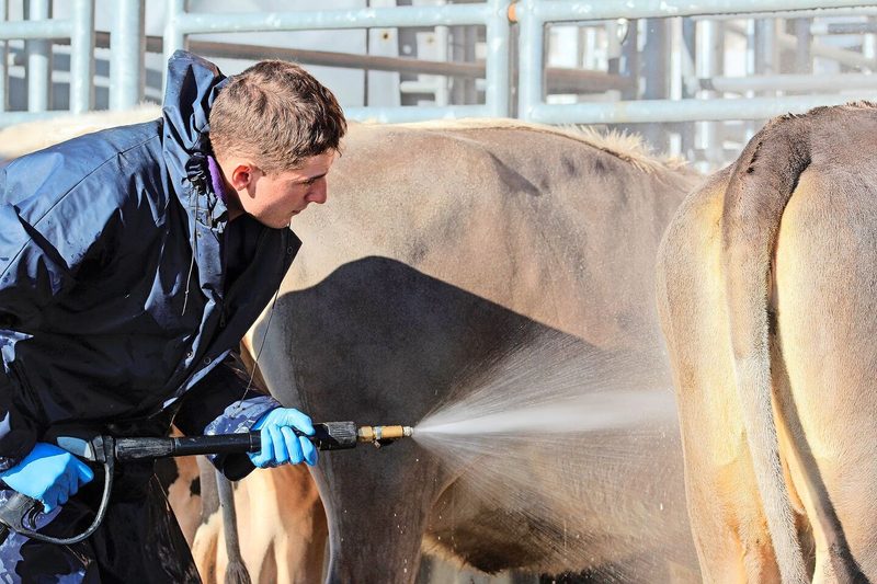 Andere gehen eine Woche in die Ferien, sie gehen an eine Viehschau: Am Morgen der Rindernightshow in Wattwil wäscht Sam Salzgeber die Rinder.