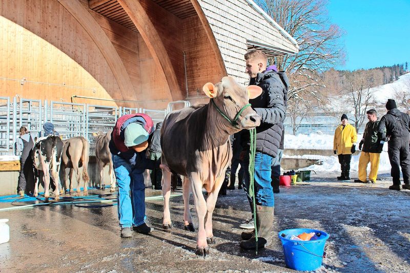 Ist die Kuh wirklich sauber? Noe (l.) und Tom (r.) Salzgeber überprüfen penibel das gewaschene Rind.