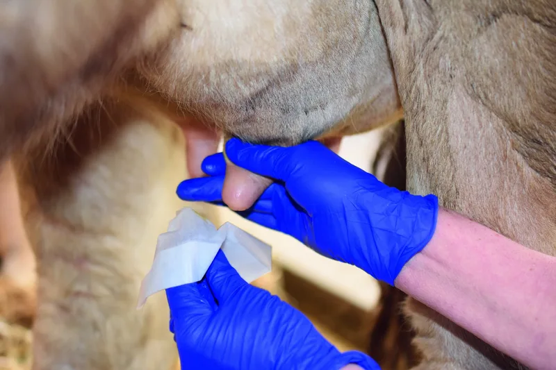 Blau behandschuhte Hände reinigen mit einem Einmaltuch die Zitzenkuppe.