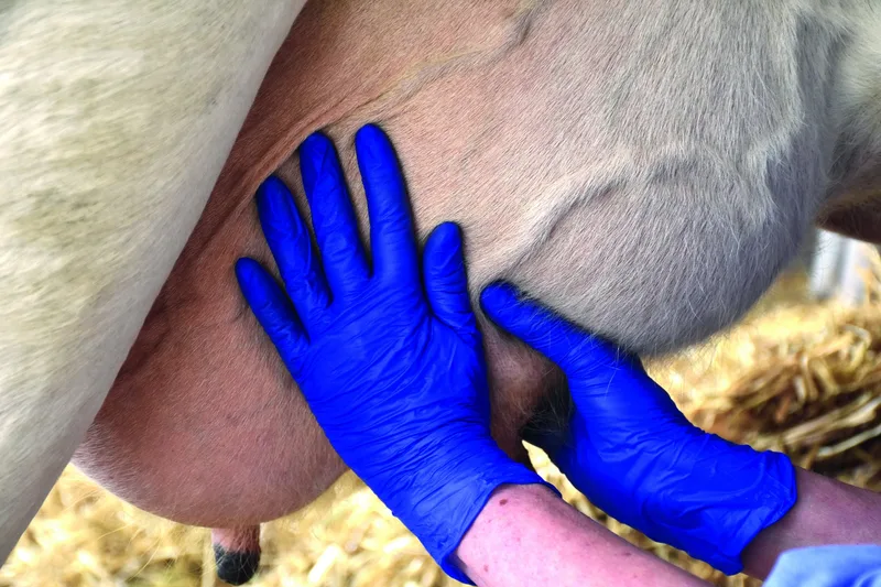 Zwei Hände in Handschuhen massieren das Euter.