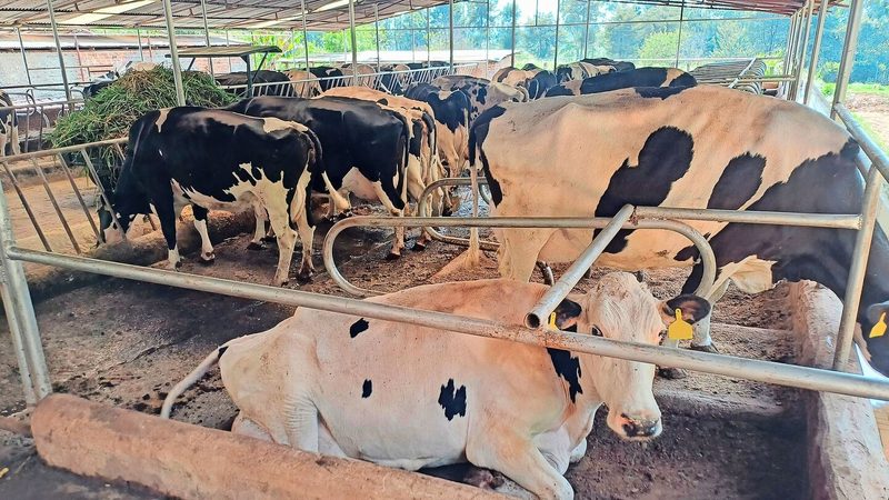 Wegen der starken Nachfrage etablieren sich auch Betriebe mit 20 bis 50 Kühen. Diese Betriebe kreuzen Holstein-Genetik ein.