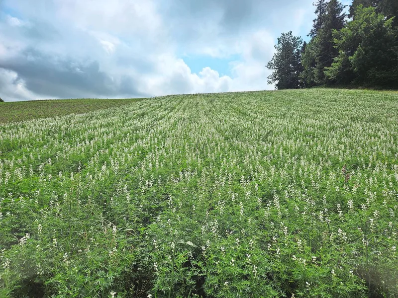 Neben Silomais und Triticale werden auf dem Leuen-berghof auch Lupinen auf Dämmen angebaut.