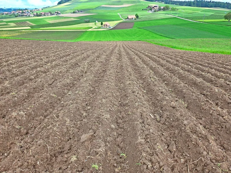 Das Maisfeld nach der Ansaat: Nach dem Abtrocknen wurden die Dämme gezogen und nach dem Absetzen der Dämme erfolgte die Saat.