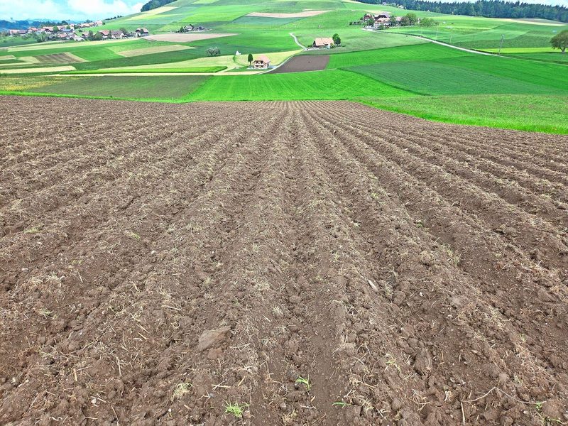 Das Maisfeld nach der Ansaat: Nach dem Abtrocknen wurden die Dämme gezogen und nach dem Absetzen der Dämme erfolgte die Saat.