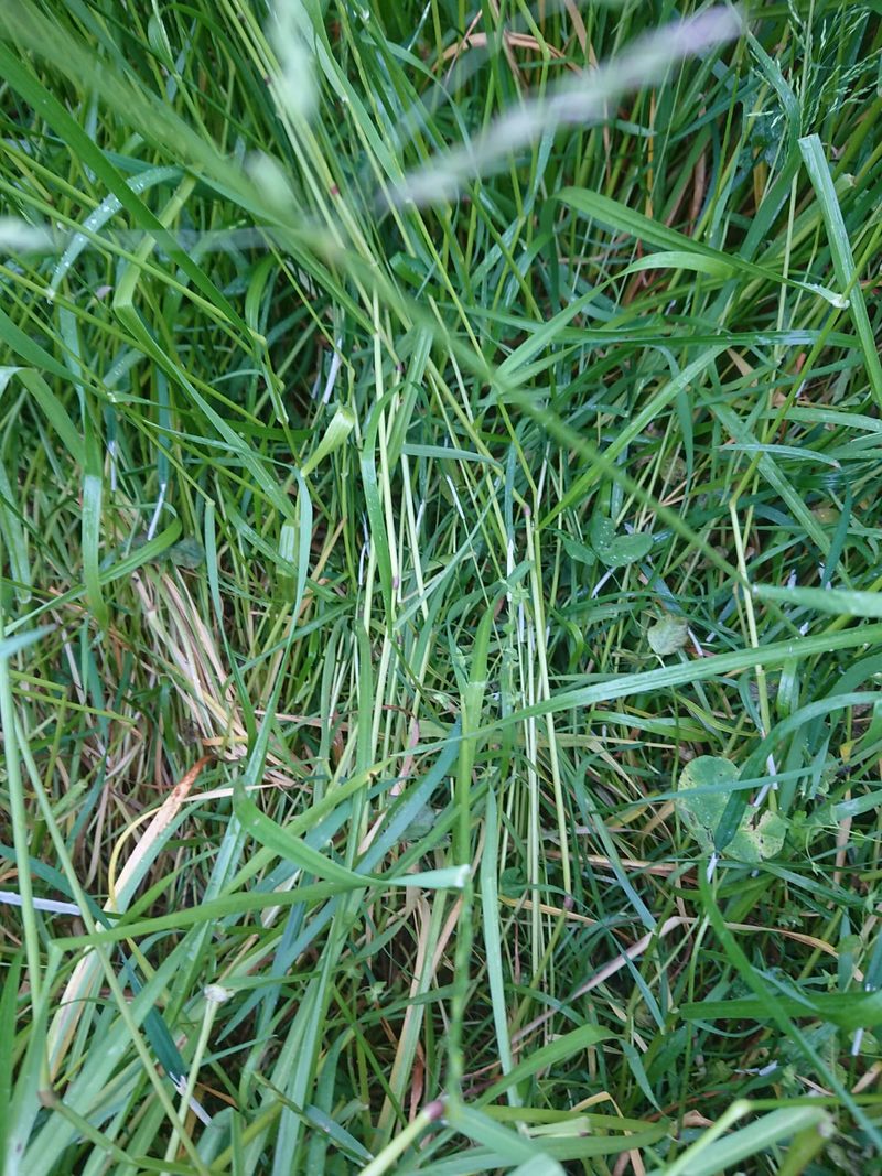 Unstabiles Wetter erschwert die Futterernte